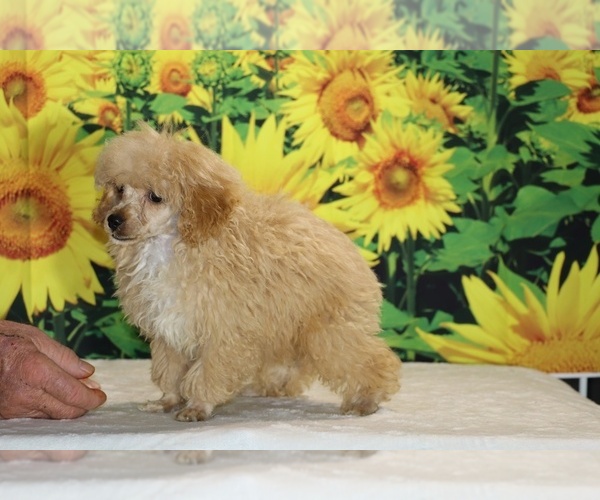 Medium Photo #29 Poodle (Toy) Puppy For Sale in DYERSBURG, TN, USA