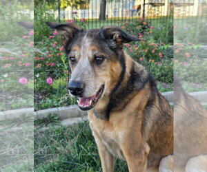 German Shepherd Dog-Unknown Mix Dogs for adoption in Fenton, MO, USA