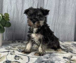 Schnauzer (Miniature) Puppy for sale in GREENWOOD, IN, USA