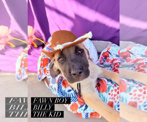 Medium Photo #1 Mutt Puppy For Sale in Goodyear, AZ, USA