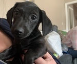 Small Photo #1 Dachshund Puppy For Sale in BENNETTSVILLE, SC, USA