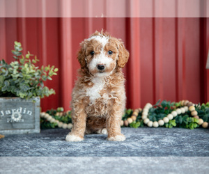 Goldendoodle (Miniature) Litter for sale in NAPPANEE, IN, USA