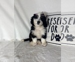 Bella - Female Bernedoodle Puppy for Sale - Photo #2