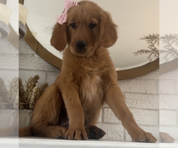 Medium Photo #1 Golden Retriever Puppy For Sale in DENTON, TX, USA