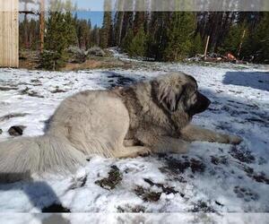 Father of the Caucasian Shepherd Dog puppies born on 04/23/2022