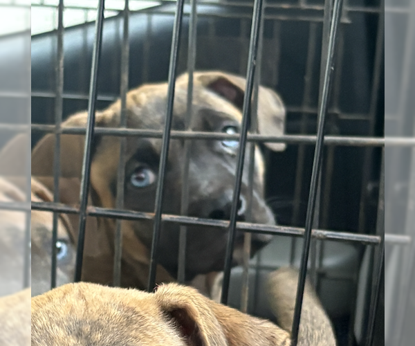 Medium Photo #1 Catahoula Leopard Dog-Unknown Mix Puppy For Sale in Decatur, GA, USA