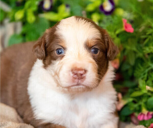 Australian Shepherd Puppy for sale in WESTFIELD, MA, USA