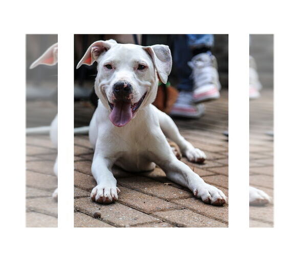Medium Photo #16 American Pit Bull Terrier-Unknown Mix Puppy For Sale in Mooresville, NC, USA