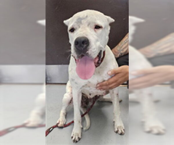 Medium Photo #1 Argentinian Mastiff-Unknown Mix Puppy For Sale in Corpus Christi, TX, USA