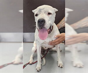 Argentinian Mastiff-Unknown Mix Dogs for adoption in Corpus Christi, TX, USA