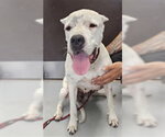 Small Argentinian Mastiff Mix