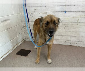 Mutt Dogs for adoption in San Bernardino, CA, USA