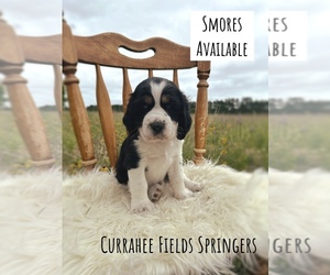 English Springer Spaniel Puppy for sale in ELK RIVER, MN, USA