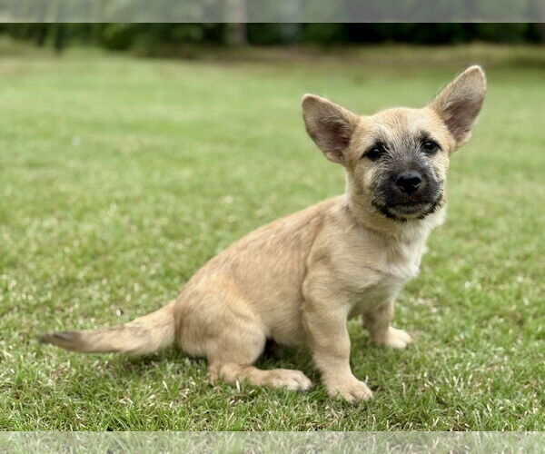 Medium Photo #1 Mutt Puppy For Sale in PIPE CREEK, TX, USA