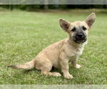 Small Mutt