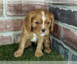 Small #6 Cavalier King Charles Spaniel