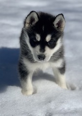 Siberian Husky Puppy for sale in MORGANTOWN, IN, USA