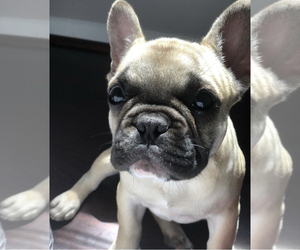 French Bulldog Puppy for sale in BELTSVILLE, MD, USA
