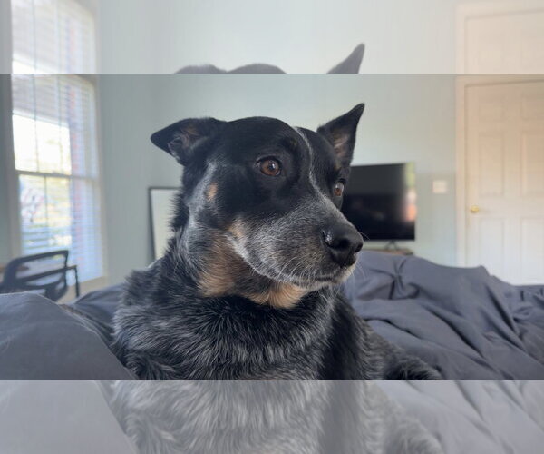 Medium Photo #6 Mutt Puppy For Sale in Holly Springs, NC, USA