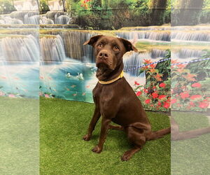 Chocolate Labrador retriever-Unknown Mix Dogs for adoption in Euless, TX, USA