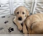 Small #7 Labrador Retriever