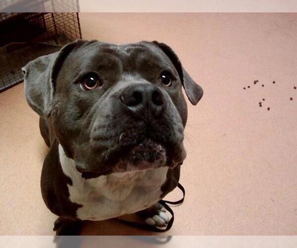 Medium Photo #1 American Pit Bull Terrier-Unknown Mix Puppy For Sale in Martinez, CA, USA