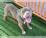 Small #2 American Pit Bull Terrier Mix