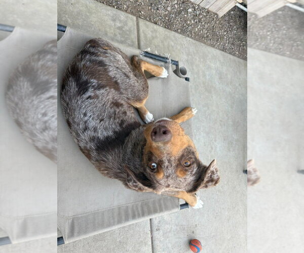 Medium Photo #3 Border-Aussie Puppy For Sale in Lake Forest, CA, USA