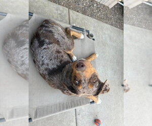 Ava (Courtesy Post) - Female Border-Aussie Dog for Adoption - Photo #3