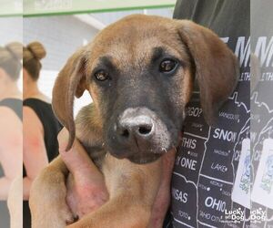Mutt Dogs for adoption in Washington, DC, USA