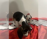 Small Photo #3 Beagle Puppy For Sale in PEVELY, MO, USA