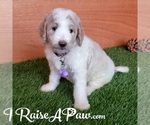 Small Photo #7 Goldendoodle-Poodle (Standard) Mix Puppy For Sale in OVERGAARD, AZ, USA