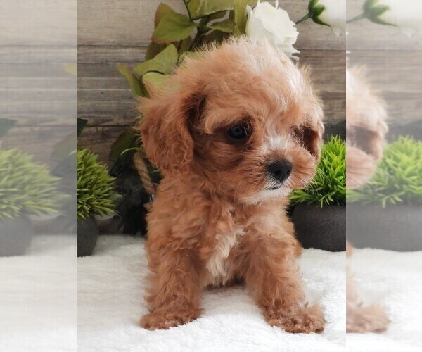 Medium Photo #8 Cavapoo Puppy For Sale in CARLISLE, KY, USA