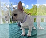 Small Photo #17 French Bulldog Puppy For Sale in BOLIVAR, MO, USA