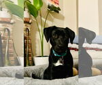 Small #3 Labrador Retriever Mix