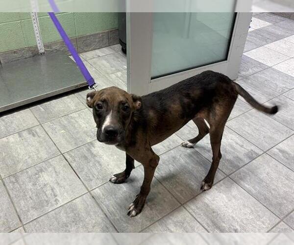 Medium Photo #1 Catahoula Leopard Dog-Unknown Mix Puppy For Sale in Grand Prairie, TX, USA