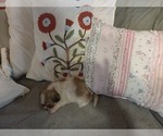 Small #46 Maltipom-Pomeranian Mix