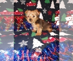 Yorkshire Terrier Puppy for sale in LAPEER, MI, USA