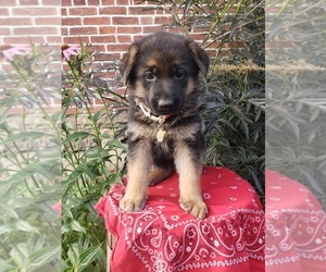 Medium German Shepherd Dog