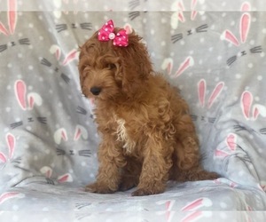 Cocker Spaniel-Poodle (Miniature) Mix Puppy for sale in LAKELAND, FL, USA