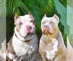 Small Photo #3 American Bully Puppy For Sale in DELTONA, FL, USA