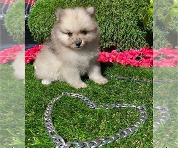 Medium Photo #11 Pomeranian Puppy For Sale in TAMPA, FL, USA