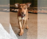 Small #6 Miniature Pinscher Mix