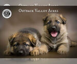 Small Photo #8 German Shepherd Dog Puppy For Sale in LISBON, OH, USA