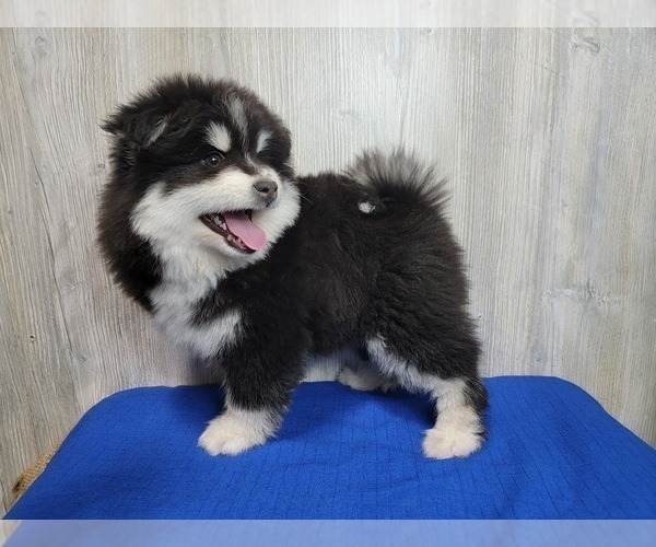 Medium Photo #9 Pomsky Puppy For Sale in BELLEVUE, IA, USA