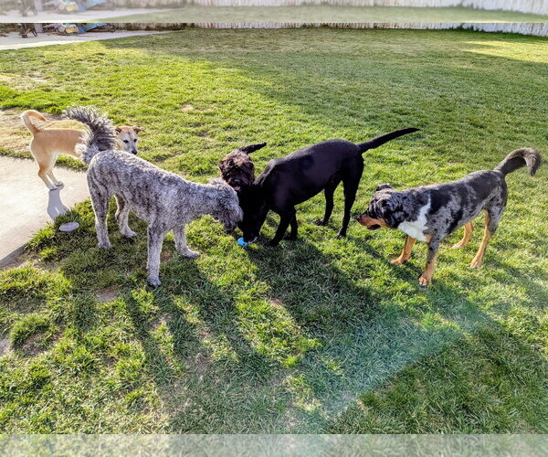 Medium Photo #5 Poodle (Standard)-Unknown Mix Puppy For Sale in Sandy, UT, USA