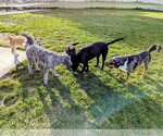 Small #4 Poodle (Standard) Mix