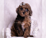 Puppy Sisco Poodle (Toy)