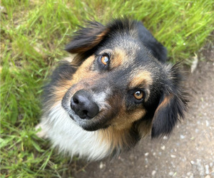 Father of the Aussie-Corgi puppies born on 03/01/2026