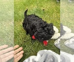 Small #4 Cocker Spaniel-Sheepadoodle Mix